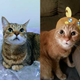 Illustration for article titled Open Channel: Show Us Your Pets, Nerds